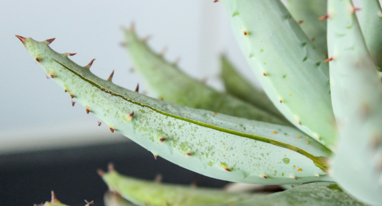 Aloe vera. Foto: Unsplash