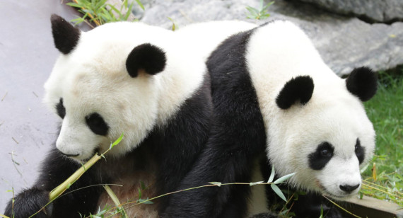 Osos pandas. Foto: EFE