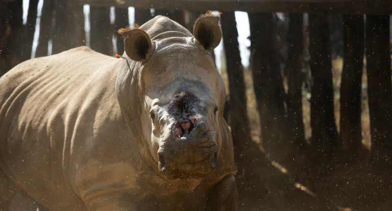 Rinocerontes. Foto: EFE