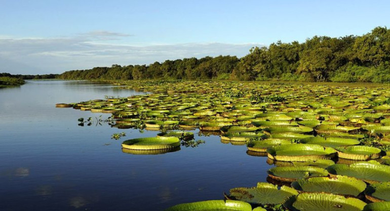 Los Esteros del Iberá. Foto: X