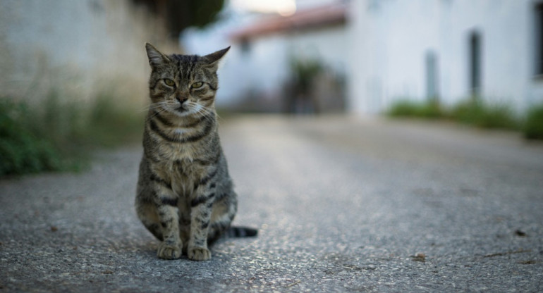 Gato callejero. Foto: Unsplash.