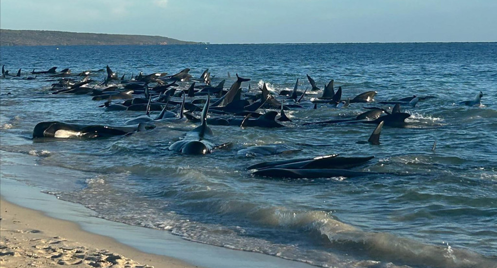 Ballenas en Australia. Foto: EFE.