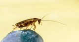 Cucaracha. Foto: Unsplash