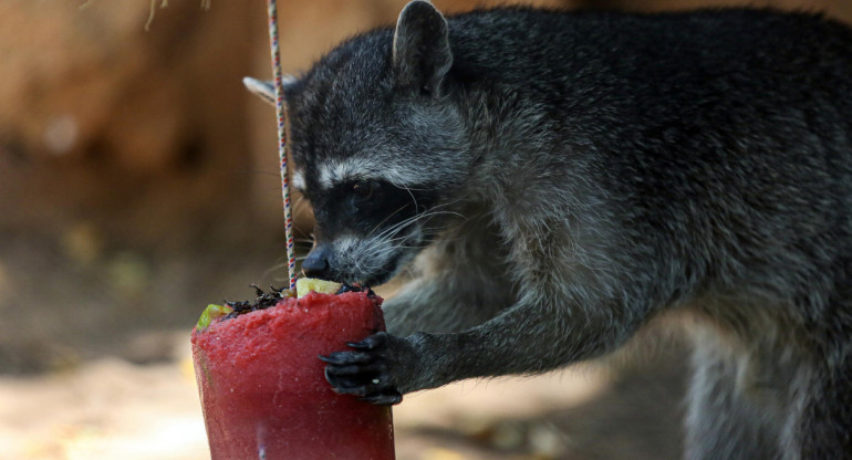Un mapache come una paleta de hielo elaborada con frutas e insectos. Foto: EFE.