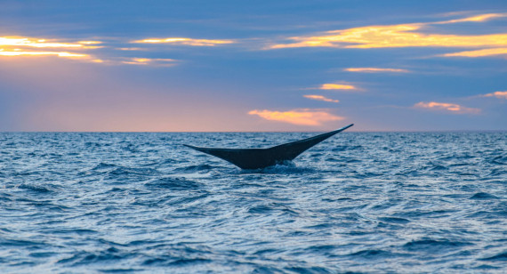 El Doradillo permite el avistaje de ballenas. Foto: Unsplash