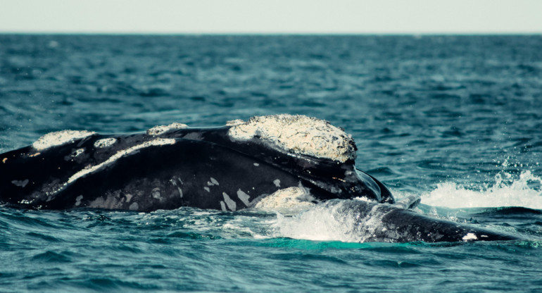 Miles de ballenas visitan Chubut al año. Foto: Unsplash