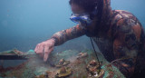 Trasplantes de arrecifes de coral en las Islas Galápagos. Foto: EFE