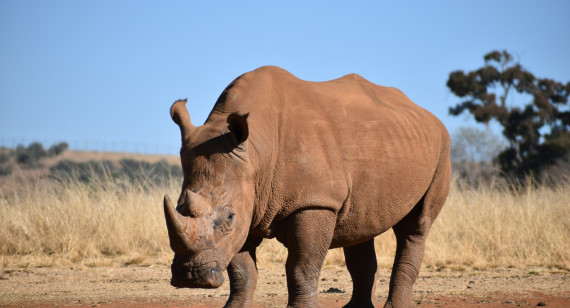Rinoceronte. Foto: Unsplash