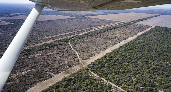Deforestación y desmonte en Chaco. Foto: Greenpeace.