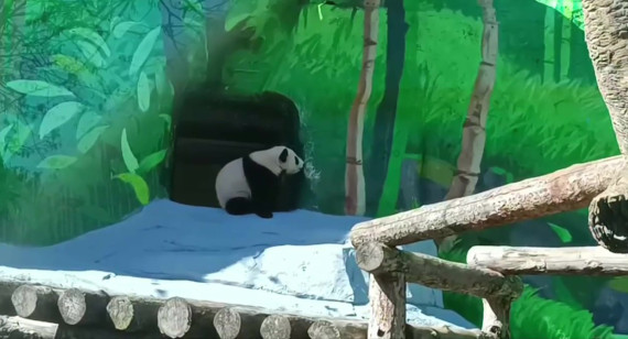 Katyusha, la cachorra panda del Zoológico de Moscú. Foto: Captura de pantalla.