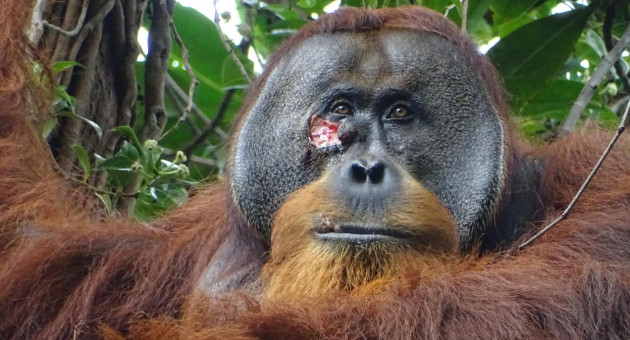 Un orangután salvaje usó una planta medicinal para curarse una herida. EFE