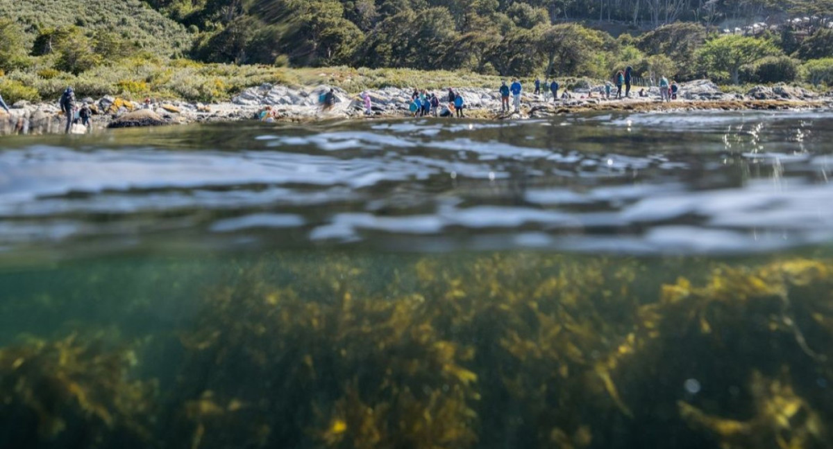 Bosques submarinos en Santa Cruz. Foto: Instagram/ @porelmar_org