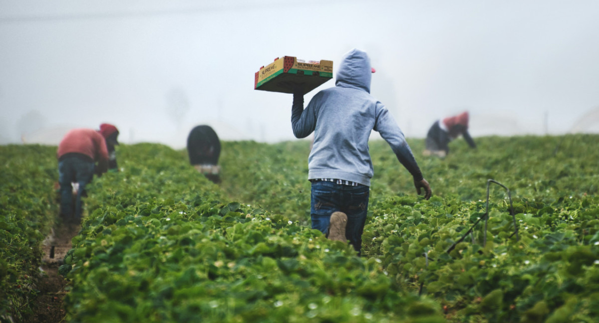 Agricultura en África. Foto: Unsplash.