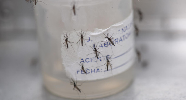 Los guppies combaten el dengue en Cali. Foto: EFE.