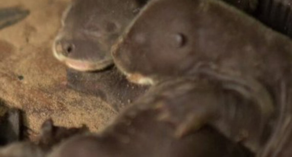Nacieron cuatro cachorros de nutria gigante en el Parque Nacional Iberá. Foto: captura video Rewilding Argentina.