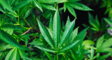 Plantación de marihuana. Foto: Unsplash