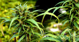 Plantación de marihuana. Foto: Unsplash