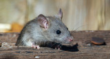 Algunos ratones y ratas pueden llevar enfermedades dañinas. Foto: Unsplash