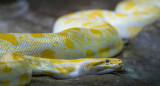 Serpiente. Foto: Unsplash