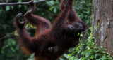 Centro de rehabilitación de orangutanes de Sepilok, Malasia. Foto: EFE.