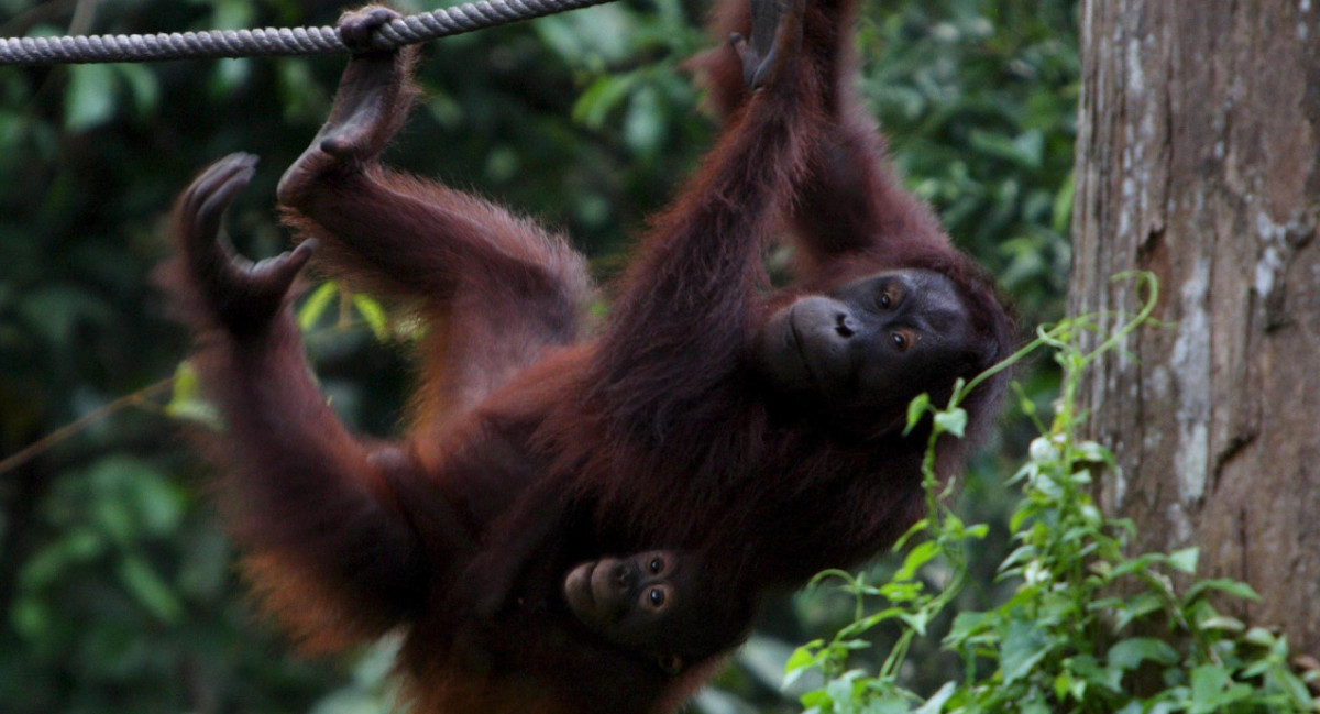 Centro de rehabilitación de orangutanes de Sepilok, Malasia. Foto: EFE.