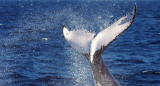 Ballena con aleta dorsal. Foto: EFE.