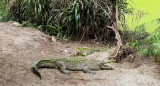 Costa Rica cierra sus zoológicos. Foto: EFE