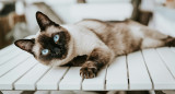 Gato siamés. Foto Unsplash.