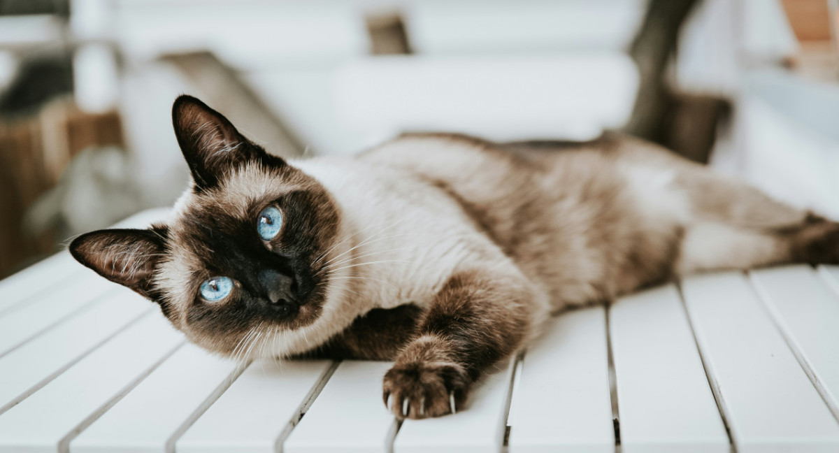 Gato siamés. Foto Unsplash.