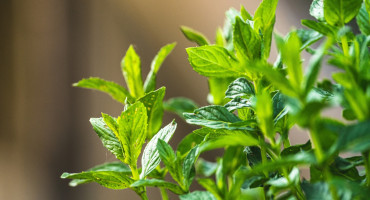 Planta, menta, hogar. Foto Unsplash.