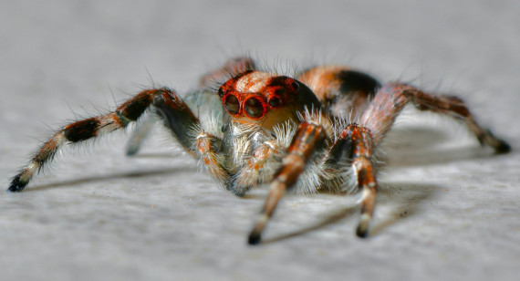 Arañas venenosas. Foto: Unsplash