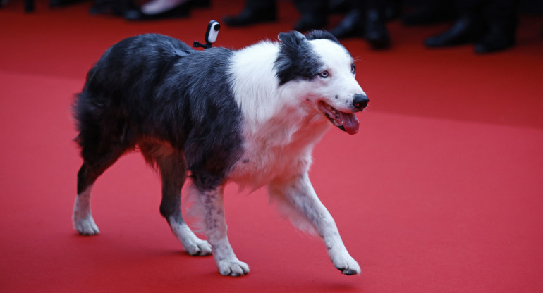 Messi, el perro de la película "Anatomie d'une chute (Anatomía de una caída)" en el Festival de Cannes. Foto: Reuters.
