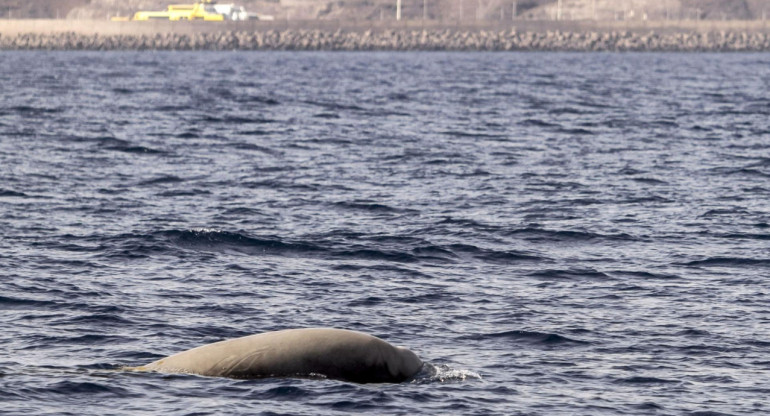 Un estudio llama a prevenir las amenazas para los cetáceos en el Mediterráneo. Foto: EFE.