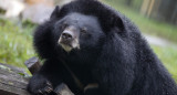 Japón difunde vídeo de un oso atacando a una furgoneta para concienciar a la población. Foto: EFE.