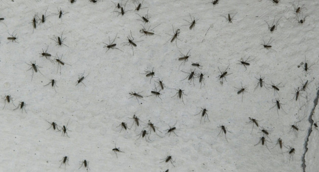 Mosquitos. Foto: EFE