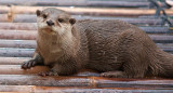 Nutria, nutrias, animal. Foto Unsplash.