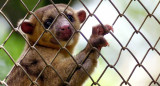 Animales en cautiverio en Costa Rica. Foto: EFE