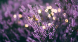 Lavanda. Foto: Unsplash.