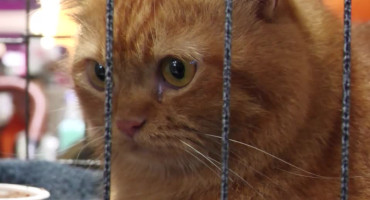 Hara, el gato ganador de la competencia de Garfields. Foto: Reuters.