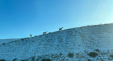 Guanacos en la Patagonia. Foto: Unsplash