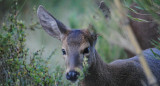 Huemul. Foto: fundacionhuilohuilo.