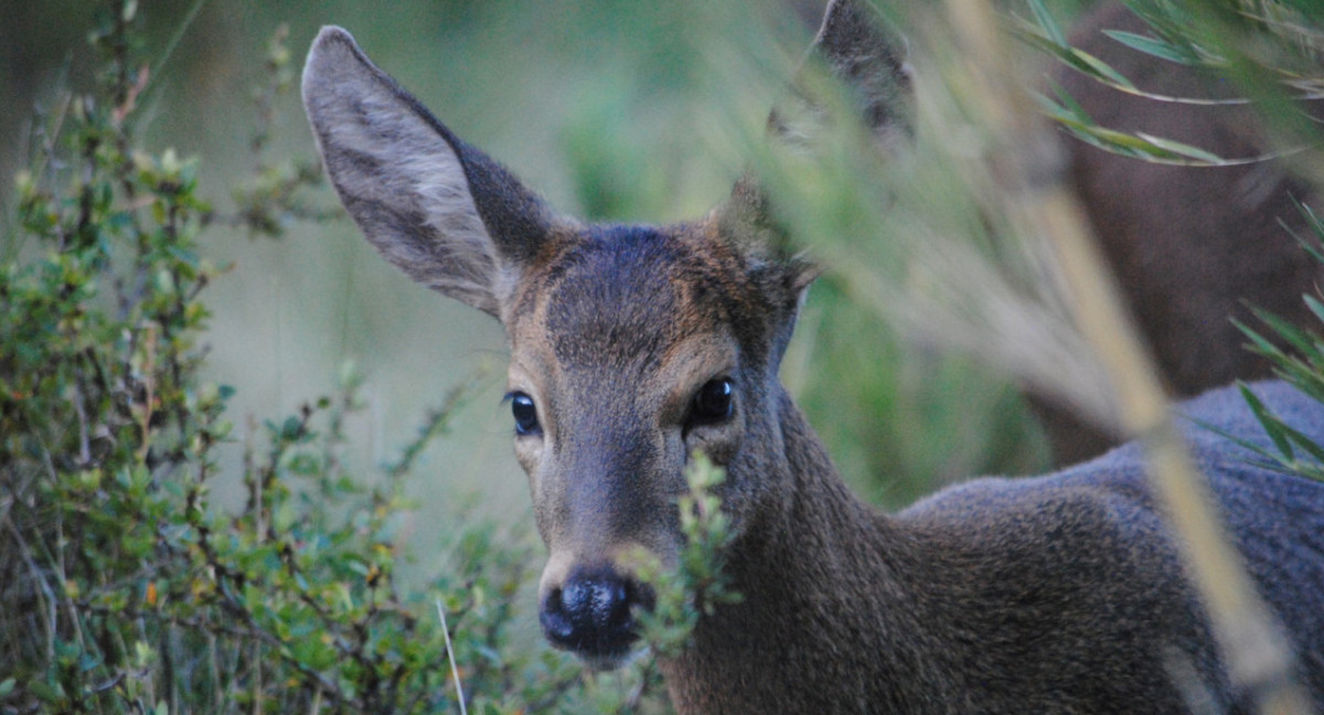 Huemul. Foto: fundacionhuilohuilo.