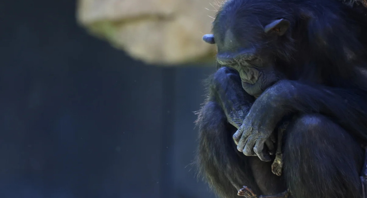 La Chimpancé llamada Natalia. Foto: Reuters