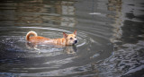 Rescate de animales en Brasil. Foto: EFE.