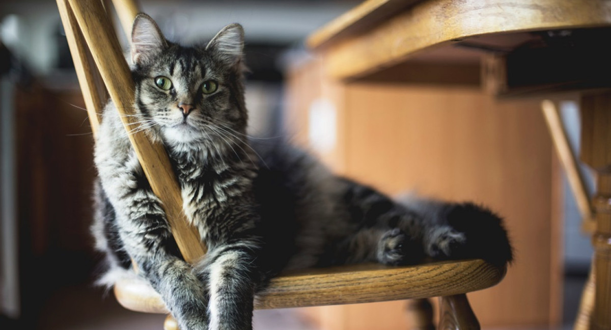 Gatos, mascotas. Foto: Unsplash.