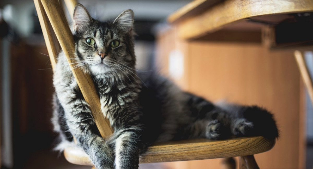 Gatos, mascotas. Foto: Unsplash.