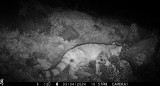 Gato Andino captado con una cámara espía en las altas zonas de Santiago, Chile. Foto: EFE.