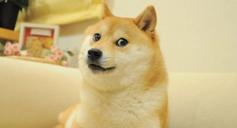 Kabosu, perra que inspiró un meme Doge y una criptomoneda.