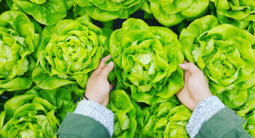 Lechuga; verduras. Foto: Unsplash.