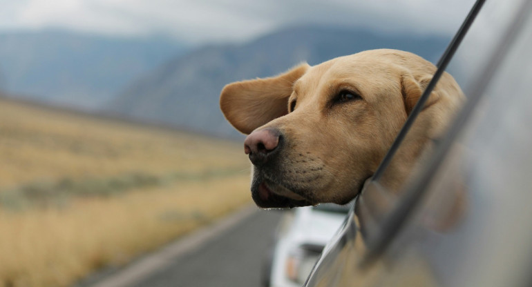Hay varios consejos a tener en cuenta a la hora de viajar con tu perro en auto. Foto: Unsplash